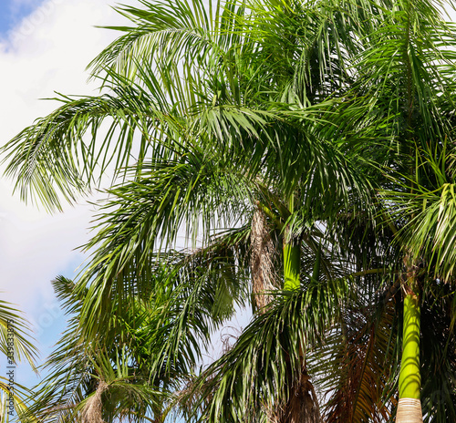 Palm trees grow in the park.