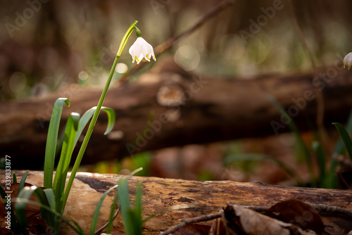 Spring Snowflake / Daffodil