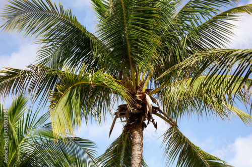 Coconuts on a palm tree in a park