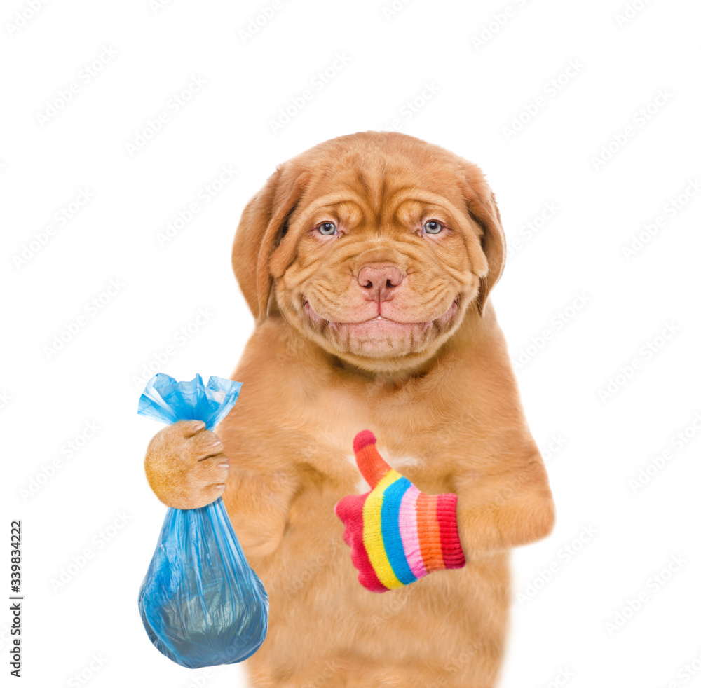 Obraz premium Puppy holds plastic bag with garbage and shows thumbs up gesture. Eco concept. Isolated on white background
