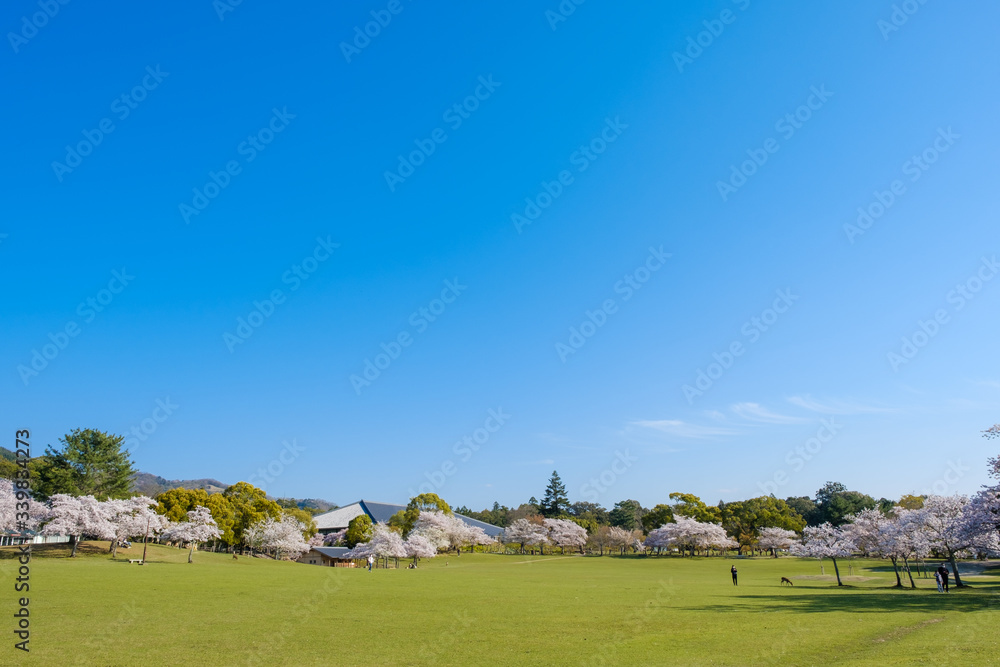 Obraz premium 桜の咲く奈良公園の風景 2020年4月