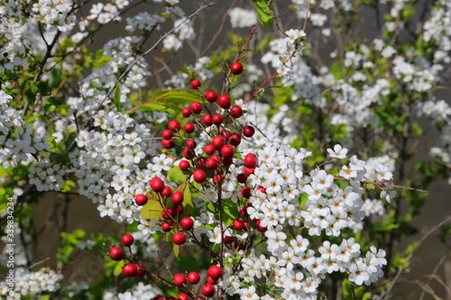 Wallpaper Mural 흰꽃과 빨간 열매가 보이는 아름다운 풍경 Torontodigital.ca