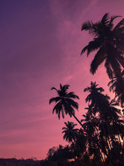 Fotobehang Roze Palmbomen in avondschemering  © Ankit