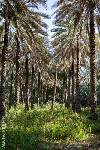 Date palm plantations in Birkat al Mouz, Oman