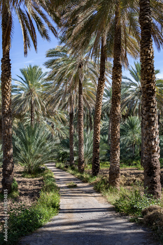Date palm plantations in Birkat al Mouz, Oman