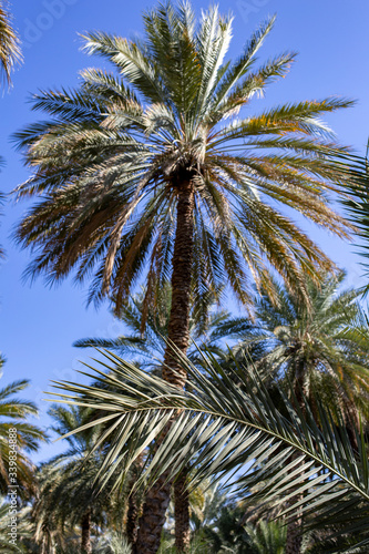 Date palm plantations in Birkat al Mouz  Oman