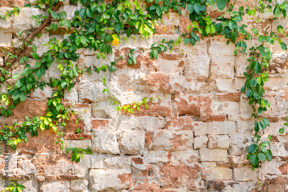 Texture stained old dark brown of brick wall background with empty frame hang on wall from natural texture of seamless floral pattern with young spring leaves of the plant. Texture stained old dark brown of brick wall background with empty frame hang on wall from natural texture of seamless floral pattern with young spring leaves of the plant.