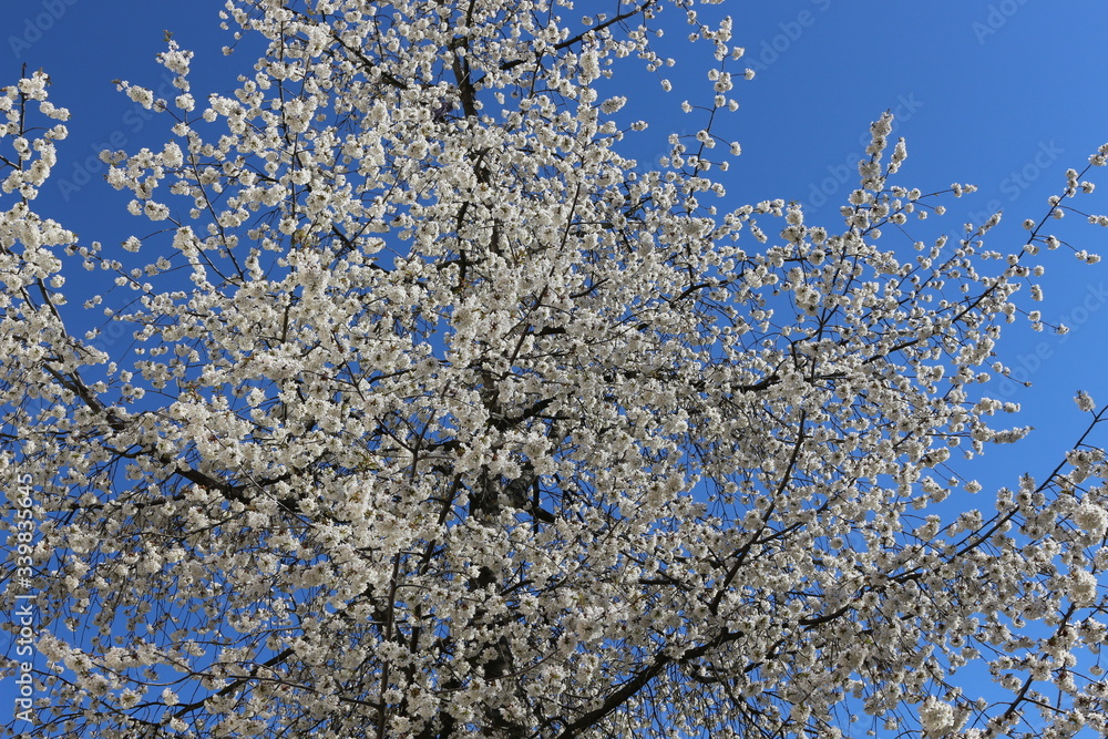 
Snow-white flowers bloomed on cherry plum in early spring