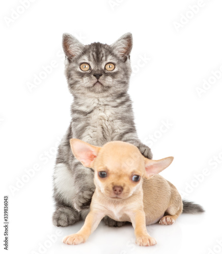 Playful kitten with chihuahua puppy. Isolated on white background