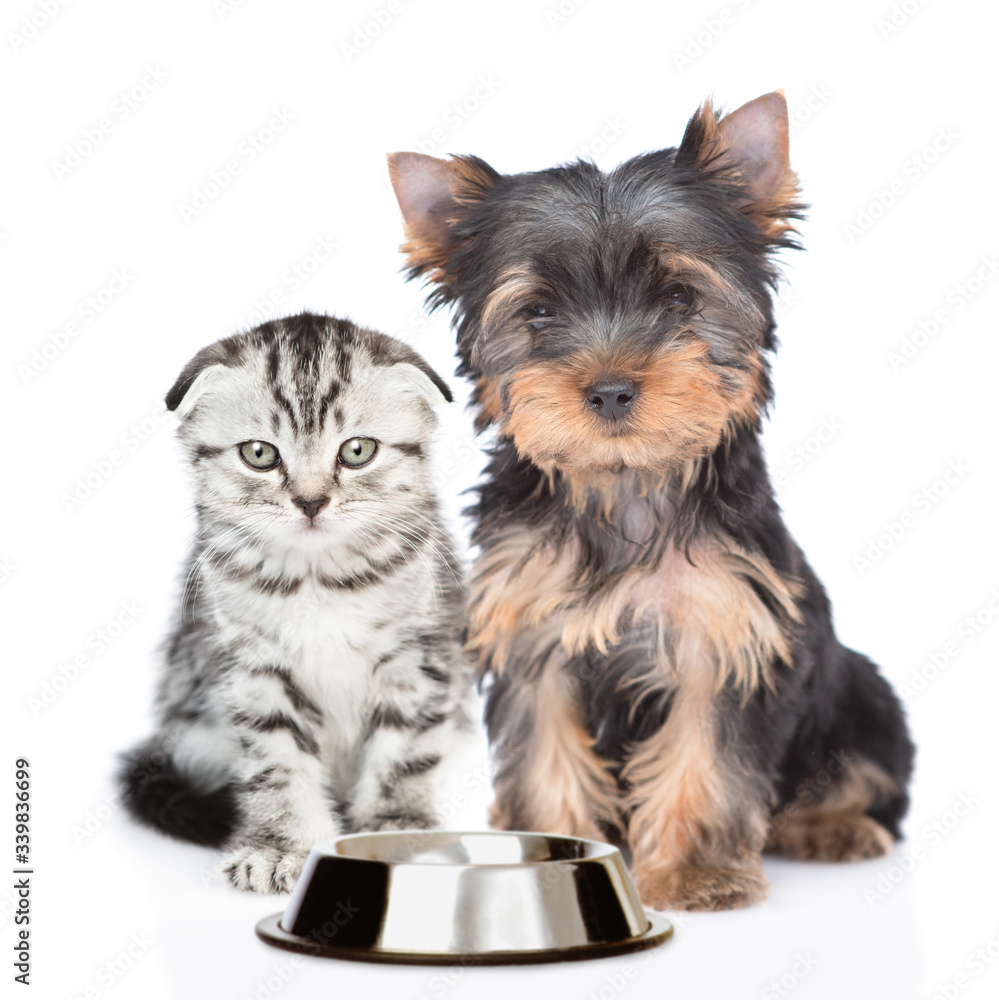 Hungry Yorkshire Terrier puppy and kitten sit together with empty bowl. Isolated on white background