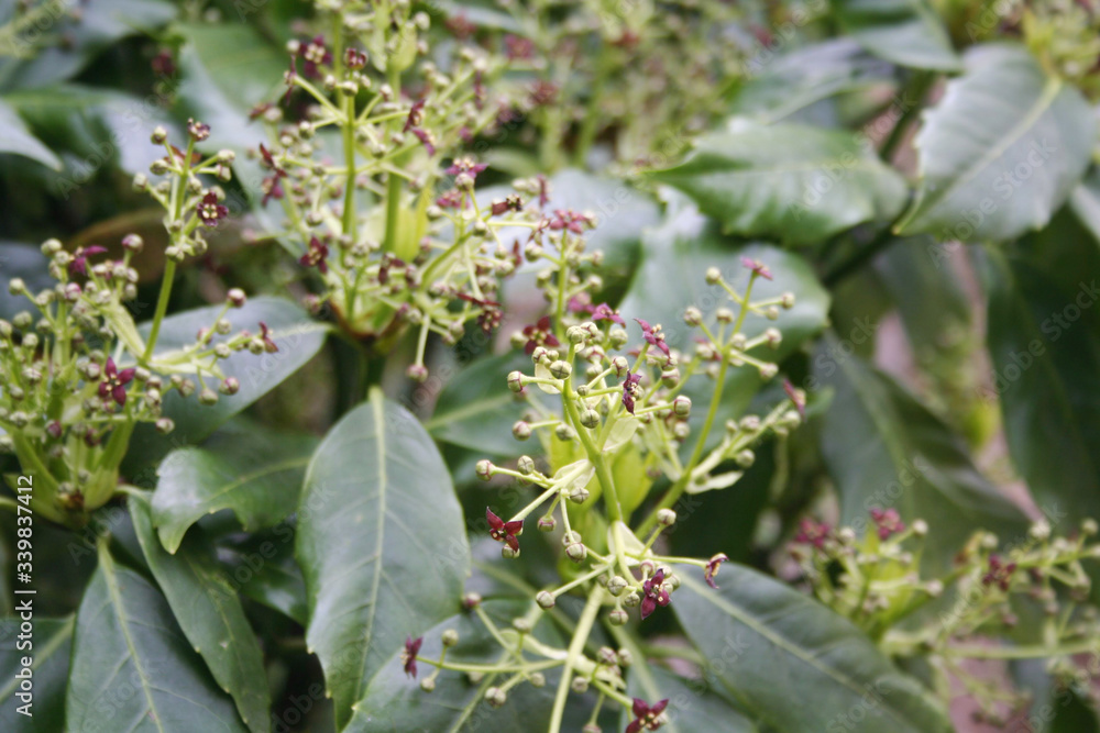 Aucuba japonica bush commonly called spotted laurel with fresh purple flowers on branch in the garden
Aucuba japonica bush commonly called spotted laurel with fresh purple flowers on branch in the garden