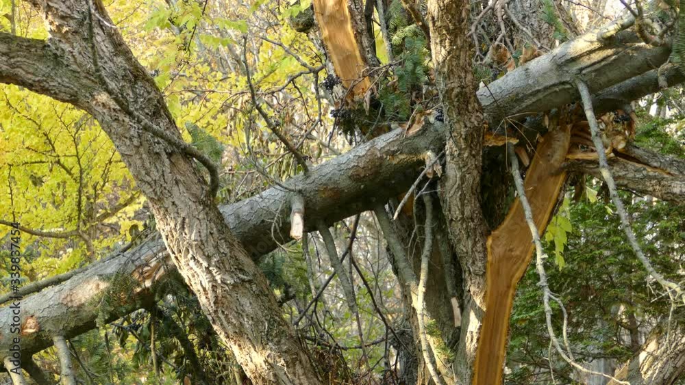 Broken tree is perfect hunting zone for cute little golden crowned kinglets Broken tree is perfect hunting zone for cute little golden crowned kinglets