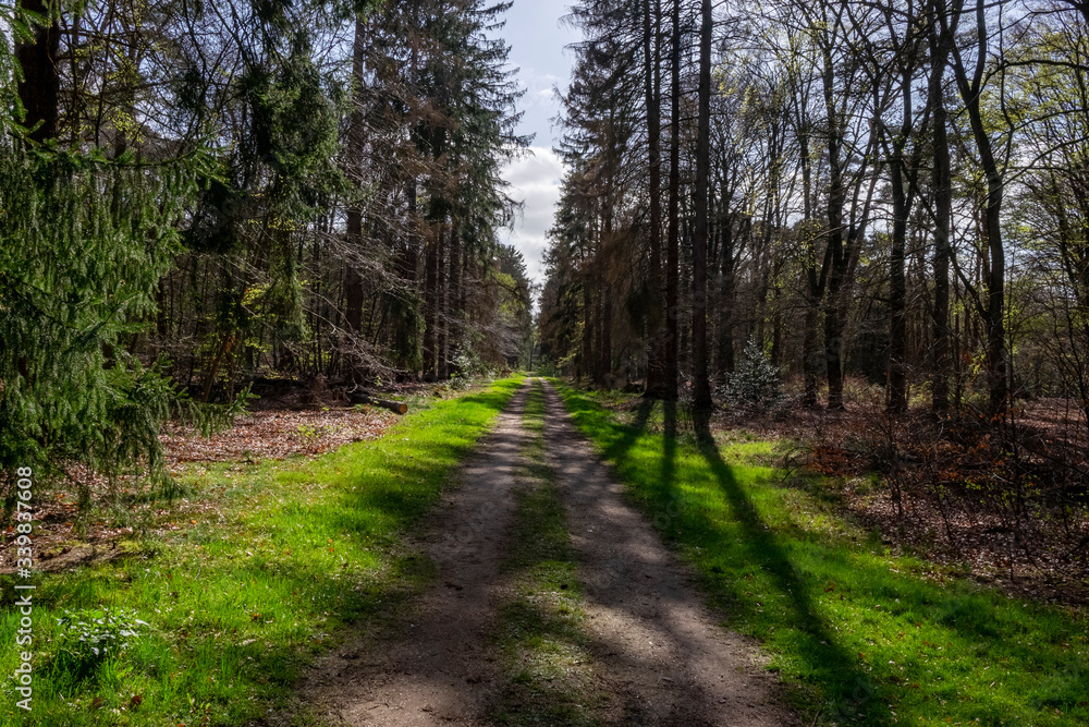 Obraz premium path in the forest with trees to the sides