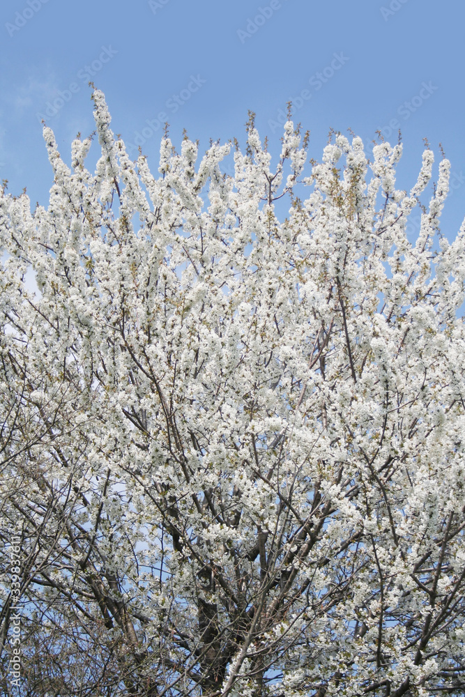 Cherry tree with many beautiful white flowers on branches on springtime against blue sky. Prunus avium tree
