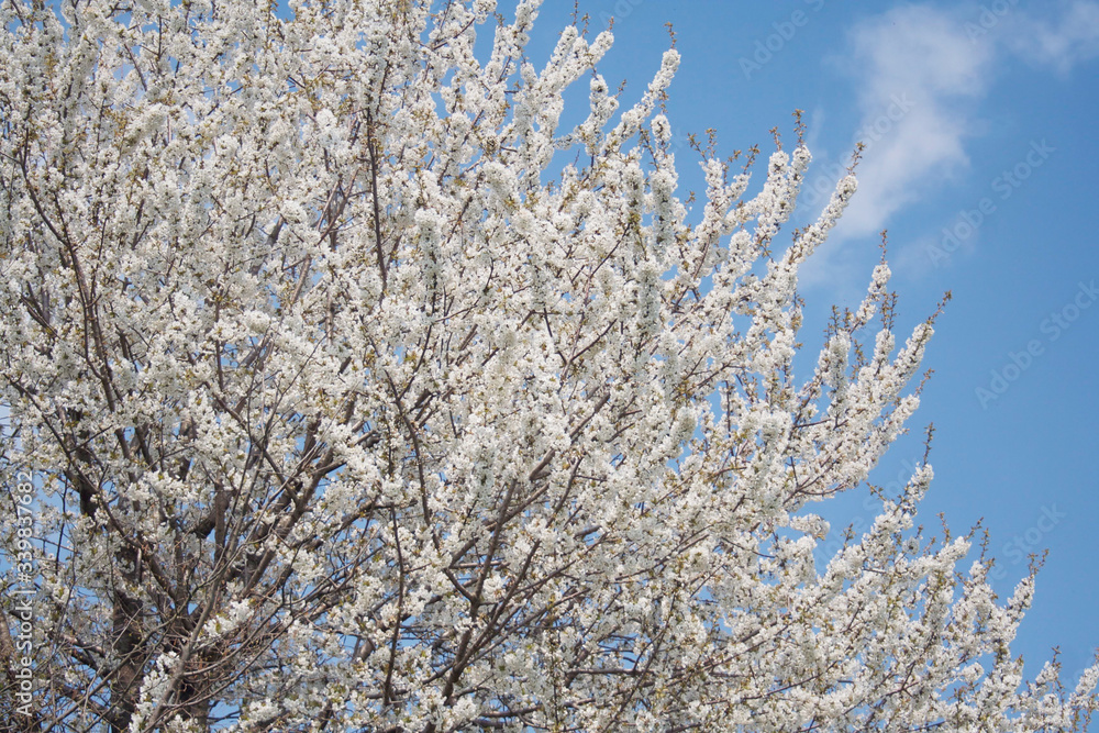 Cherry tree with many beautiful white flowers on branches on springtime against blue sky. Prunus avium tree
