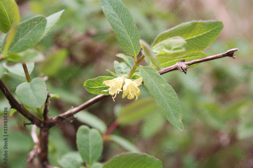 Lonicera Caerulea Kamtschatica branch with pale yellow flowers. Cultivated Blueberry bush on springtime Lonicera Caerulea Kamtschatica branch with pale yellow flowers. Cultivated Blueberry bush on springtime
