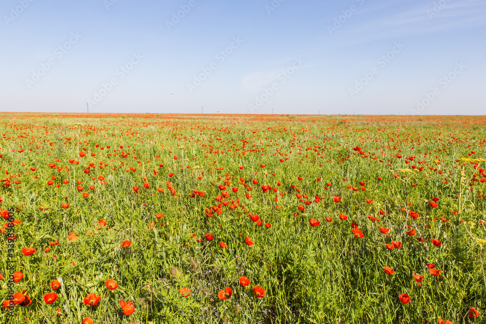 wild red poppy fower field in spring time near Almaty, Kazakhstan