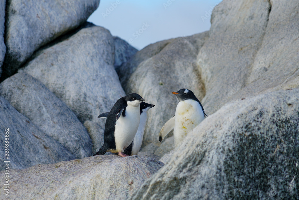 Naklejka premium Three Penguins Around Rocks