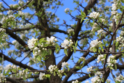 Snow-white flowers bloomed on pear tree in early spring. 