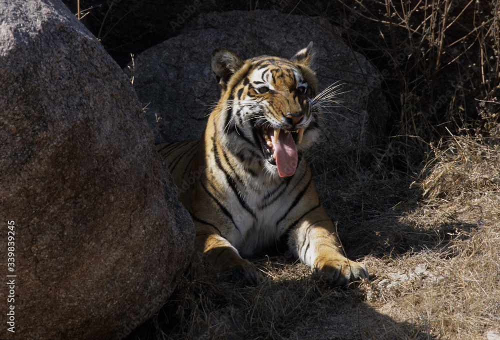 Fototapeta premium Royal Bengal Tiger
