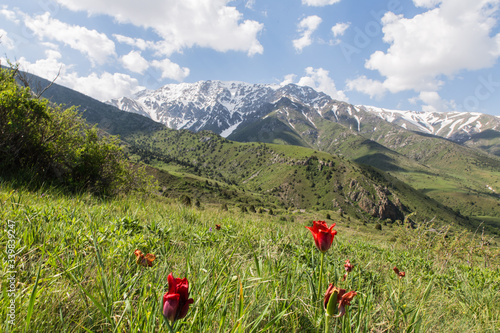 Aksu Zhabagly nature reserve with rare endemic red book tulips, oldest in Central Asia, situated in Kazakhstan
