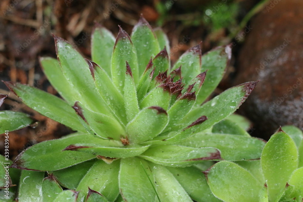 Rojnik murowy Sempervivum tectorum Rojnik murowy Sempervivum tectorum