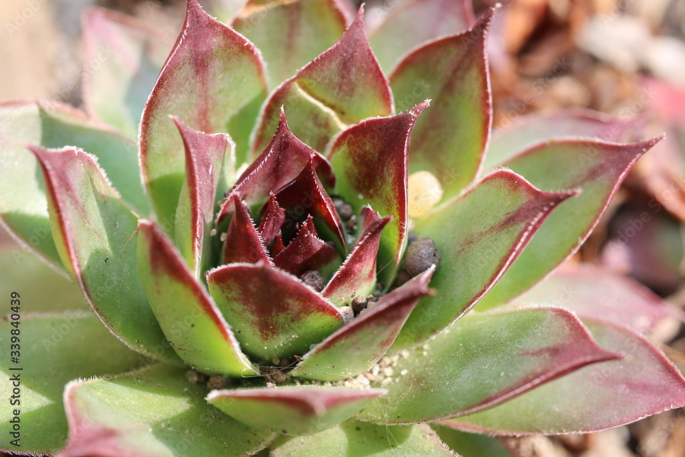 Rojnik murowy Sempervivum tectorum Rojnik murowy Sempervivum tectorum