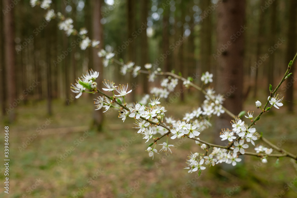 Frühling im Wald: Blüten an Zweigen von einem Busch / Strauch Frühling im Wald: Blüten an Zweigen von einem Busch / Strauch