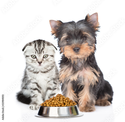 Cat and dog sit with a bowl of dry food. isolated on white background