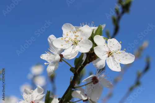  Snow-white flowers bloomed on cherry plum in early spring