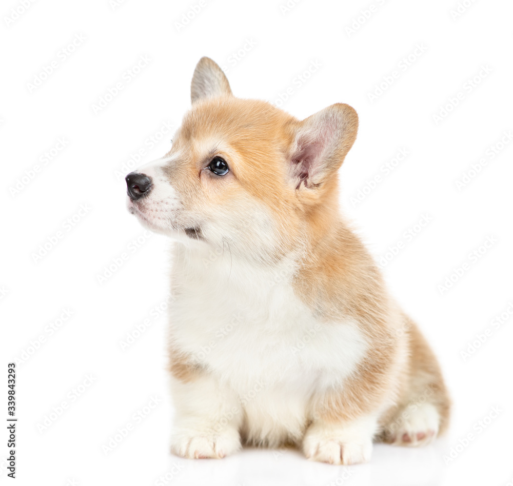 Cute Pembroke Welsh Corgi puppy sits and looks away and up. isolated on white background