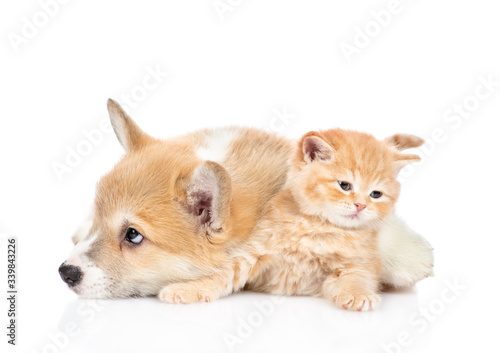Pembroke welsh corgi puppy embraces cute tiny kitten. isolated on white background