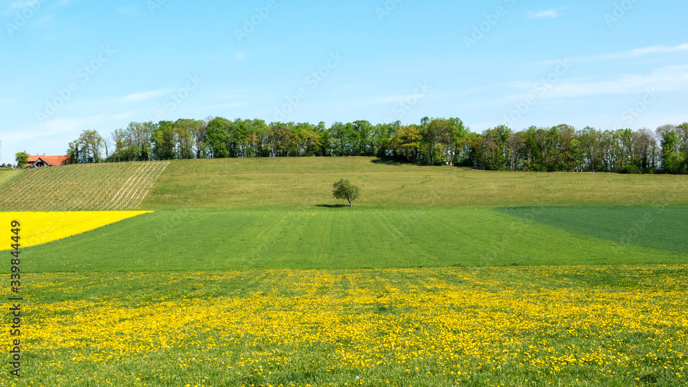 Agricultural land in yellow green colors