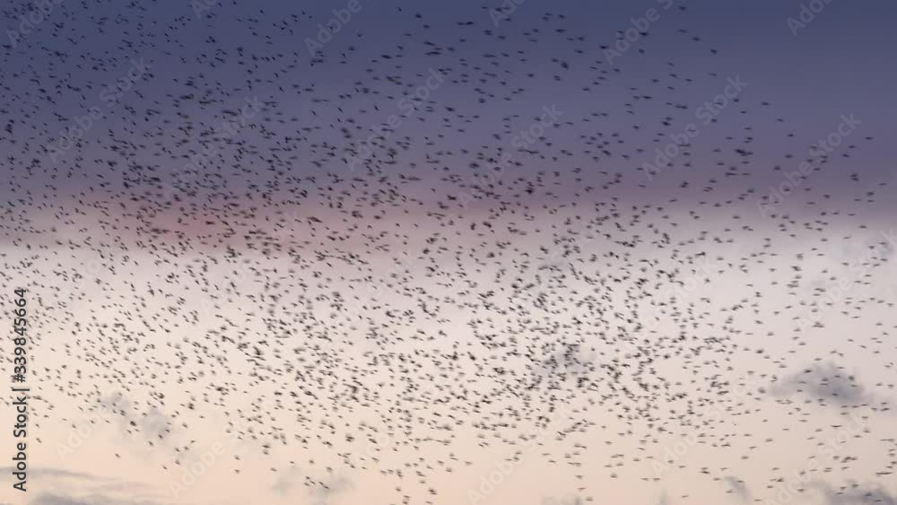 Large flock of starlings flying in the evening sky UK 4K Large flock of starlings flying in the evening sky UK 4K