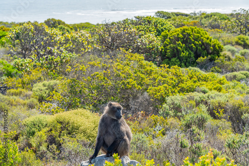 Baboons at Cape of Good Hope, Table Mountain National Park