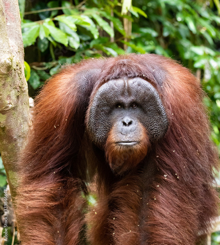 Orangutan (Hominidae) male