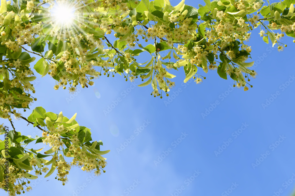 Fototapeta premium Frühling 521