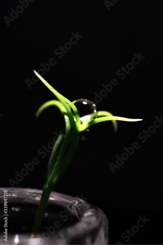 a pine sprout with a drop of water on a black background  © Evgeniya Gudkova