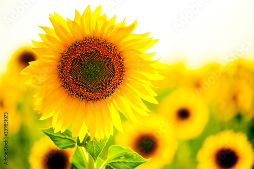 sunflower field in summer