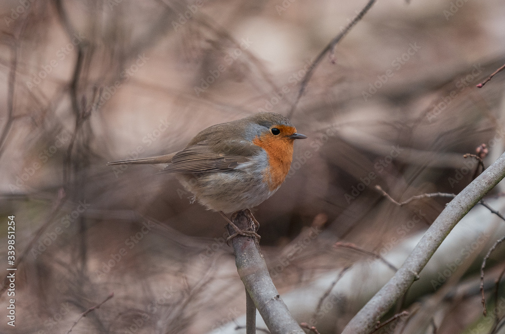 robin on a branch