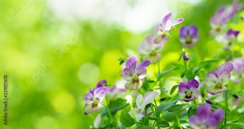 colorful pansy flowers on green background in a garden