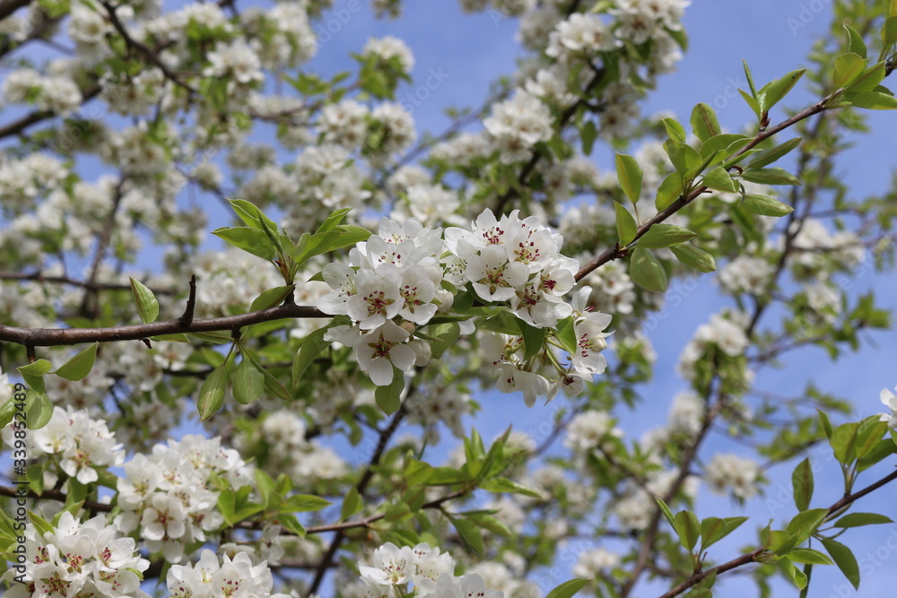 Snow-white flowers bloomed on pear tree in early spring. Snow-white flowers bloomed on pear tree in early spring.