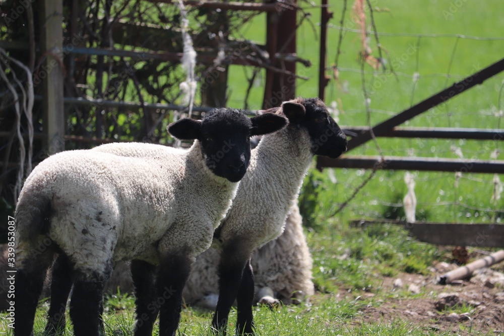Obraz premium sheep and baby new born spring lambs with woollen coats 
