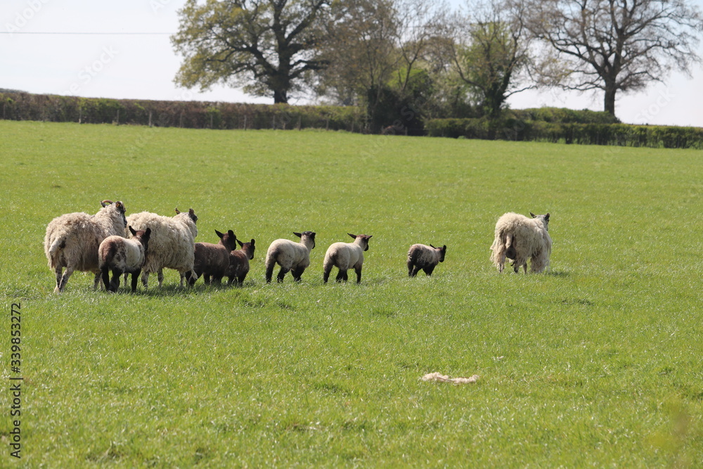 Fototapeta premium sheep and baby new born spring lambs with woollen coats