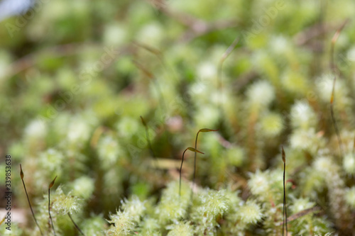 moss on the grass © Nick