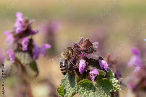 European honey bee (Apis mellifera) is the most common of the 7–12 species of honey bees worldwide. European honey bee on a purple flower Lamium purpureum.  photo