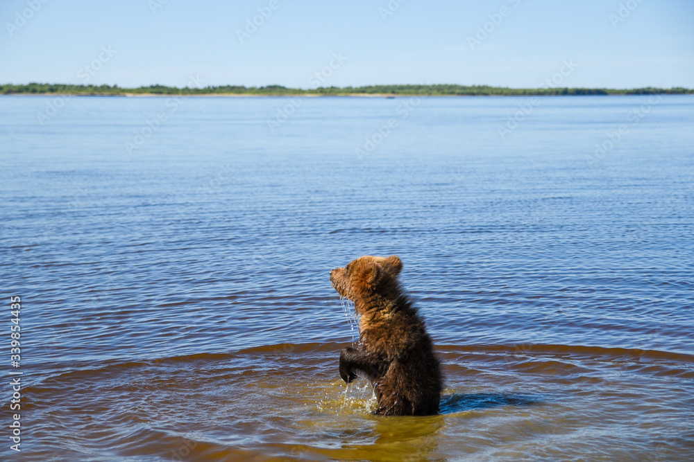 Obraz premium A teenage brown bear walks on the Bank of a Siberian river near the water 