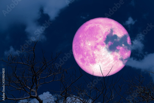 Pink Blue moon back silhouette soft cloud dry branck tree on night sky