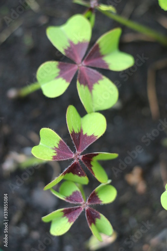 szczawik Deppego jadalny Oxalis deppei photo