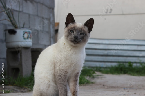 Gato blanco con cara gris sentado
